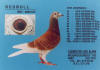 redbul.jpg (80481 bytes)